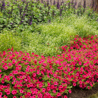 Rockin' Deep Purple Salvia in use.