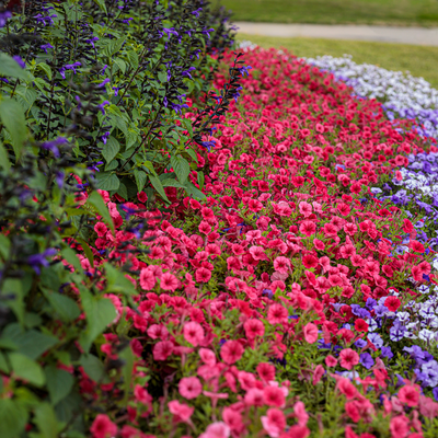 Rockin' Deep Purple Salvia in use.