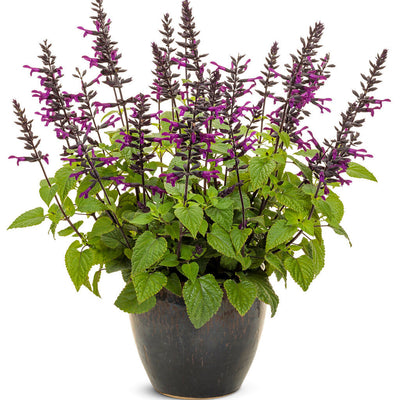 Rockin' Deep Purple Salvia in use.