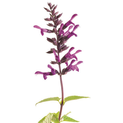 Rockin'® Deep Purple Salvia (Salvia hybrid)