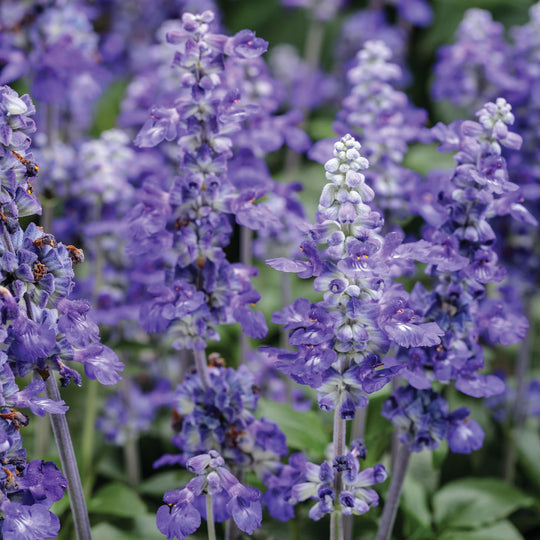 Unplugged® So Blue™ Mealycup Sage (Salvia farinacea)