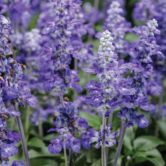 Unplugged® So Blue™ Mealycup Sage (Salvia farinacea)
