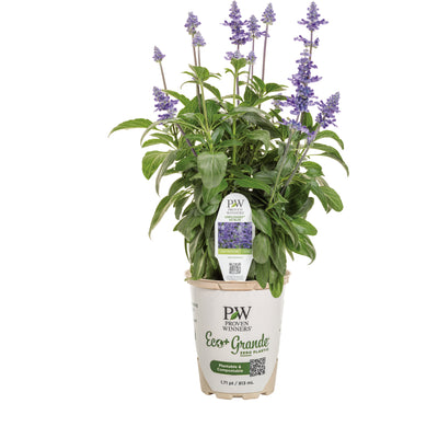 Unplugged® So Blue™ Mealycup Sage (Salvia farinacea)