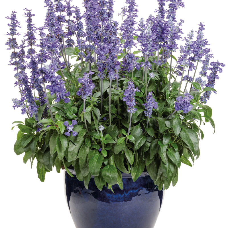 Unplugged® So Blue™ Mealycup Sage (Salvia farinacea)