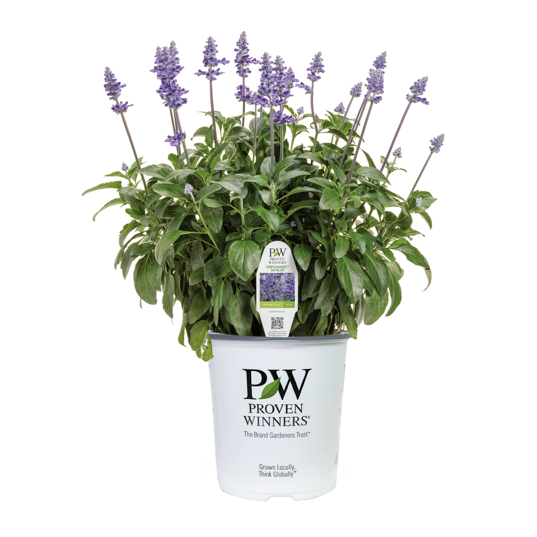 Limited Edition Royale™ | Unplugged® So Blue™ Mealycup Sage (Salvia farinacea)