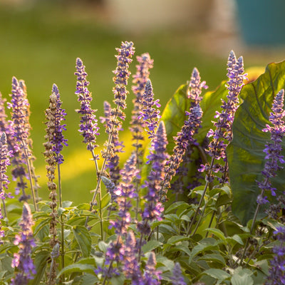 Unplugged So Blue Mealycup Sage in focus.