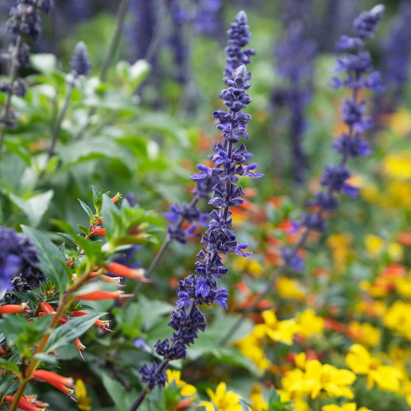 Unplugged® So Blue™ Mealycup Sage (Salvia farinacea)