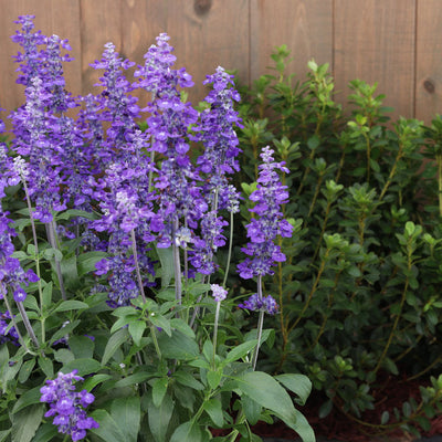 Unplugged So Blue Mealycup Sage in use.