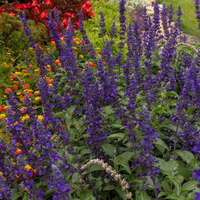 Unplugged® So Blue™ Mealycup Sage (Salvia farinacea)