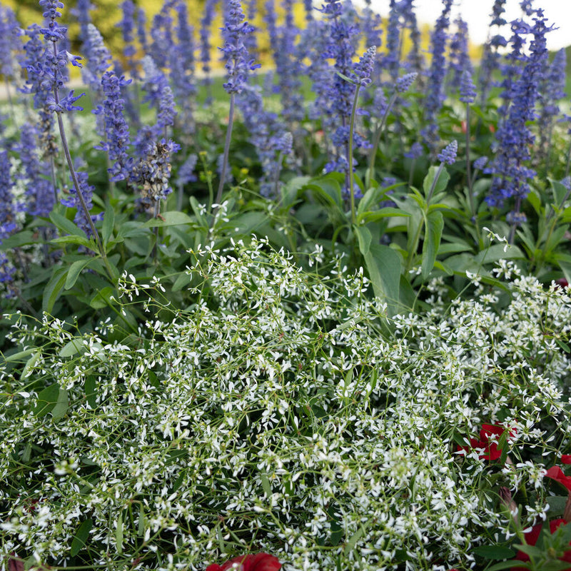 Unplugged So Blue Mealycup Sage in use.