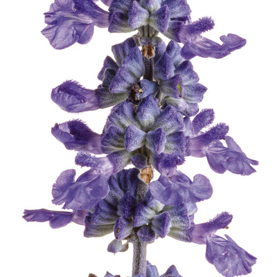 Unplugged® So Blue™ Mealycup Sage (Salvia farinacea)