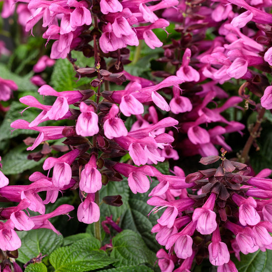 Unplugged® Pink Salvia