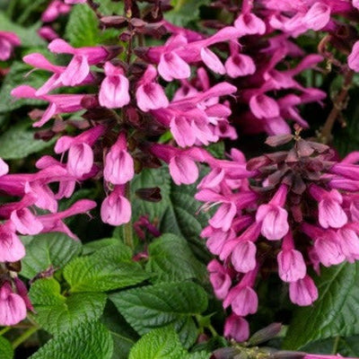 Unplugged Pink Salvia up close.