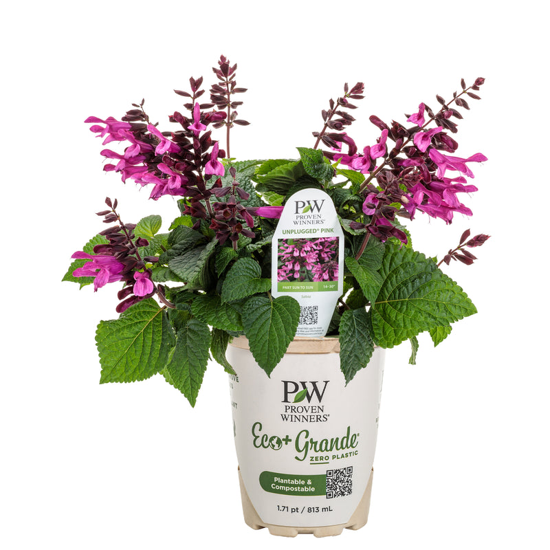 Unplugged® Pink Salvia (Salvia hybrid)