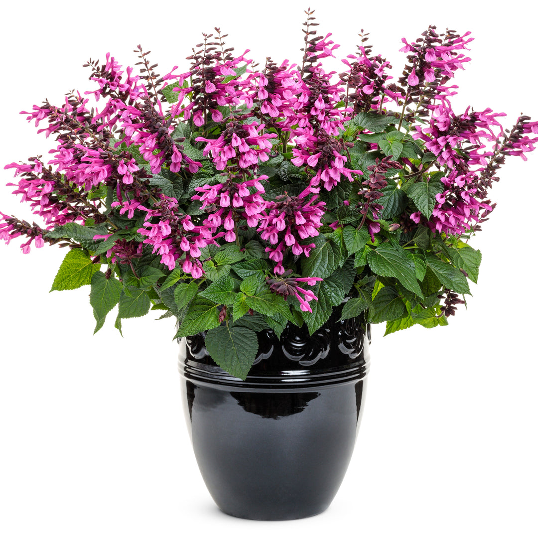 Unplugged® Pink Salvia