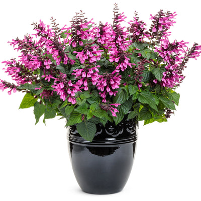 Unplugged® Pink Salvia (Salvia hybrid)