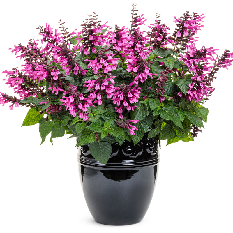 Unplugged® Pink Salvia (Salvia hybrid)