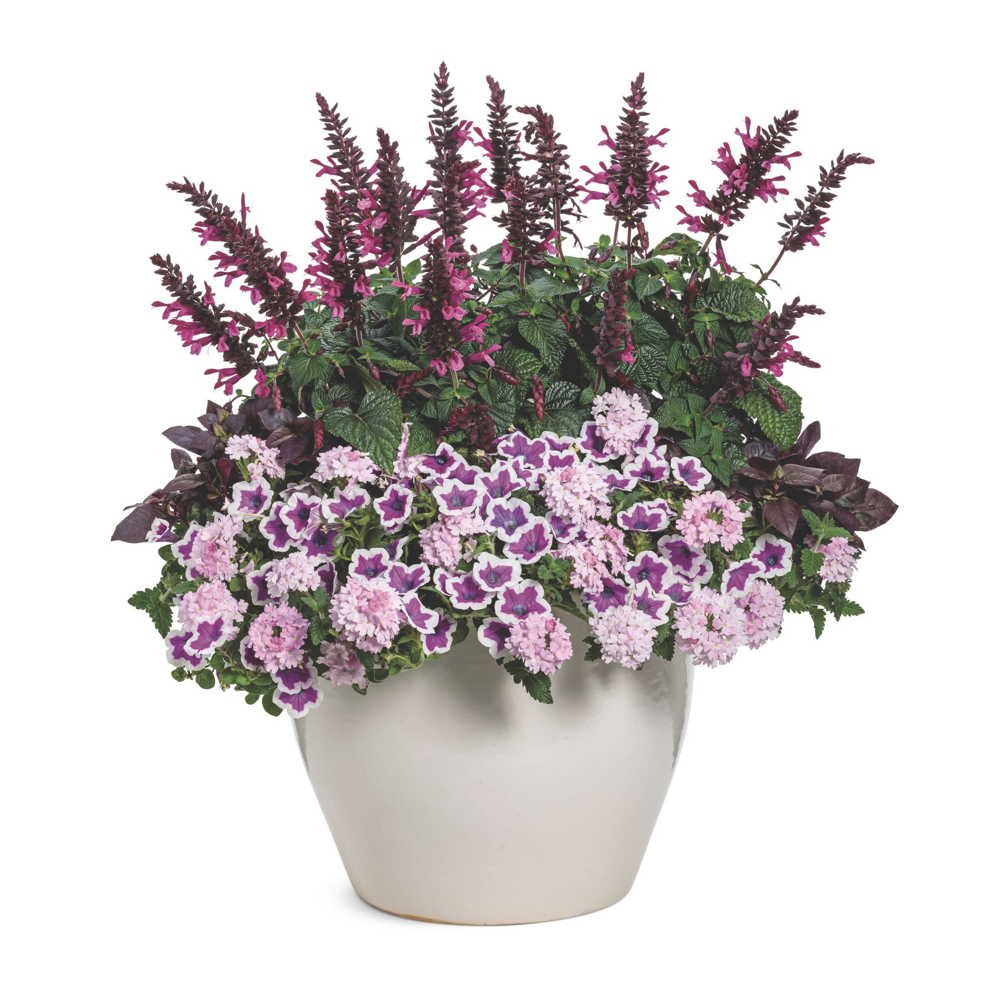 Salvia | Unplugged® Pink | Proven Winners® Annuals – Proven