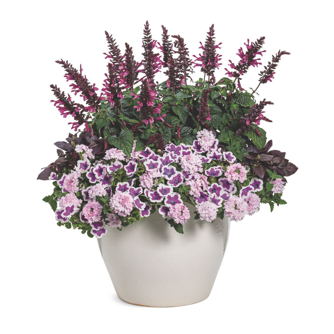 Salvia | Unplugged® Pink | Proven Winners® Annuals – Proven