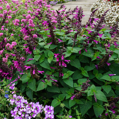 Unplugged Pink Salvia in use.