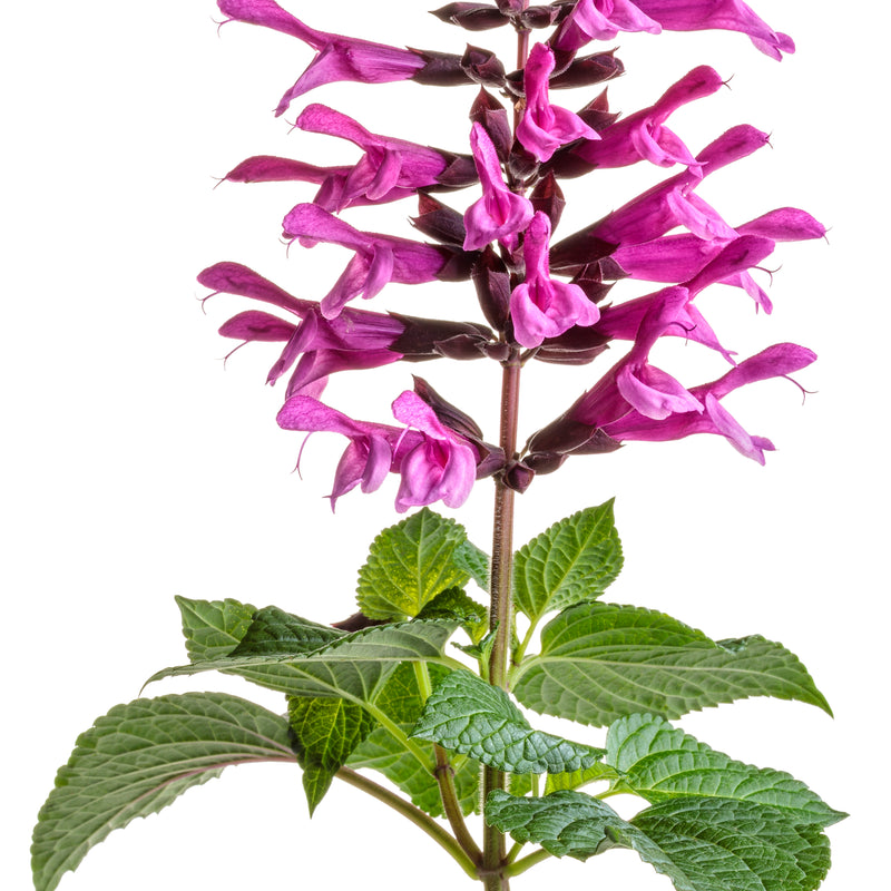 Unplugged® Pink Salvia (Salvia hybrid)