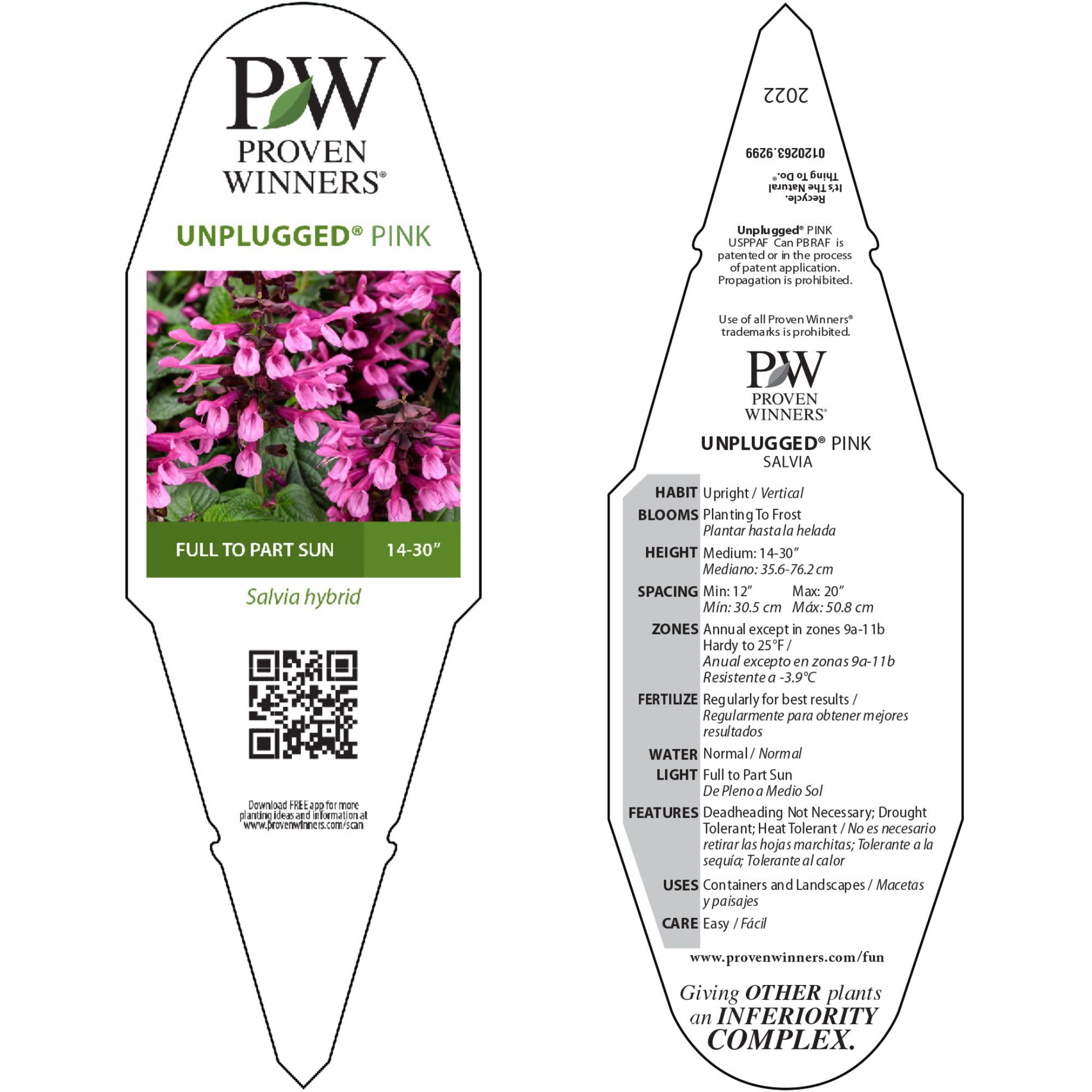 Salvia | Unplugged® Pink | Proven Winners® Annuals – Proven