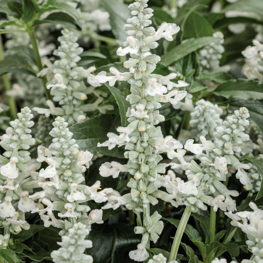 Unplugged® White Mealycup Sage (Salvia farinacea)