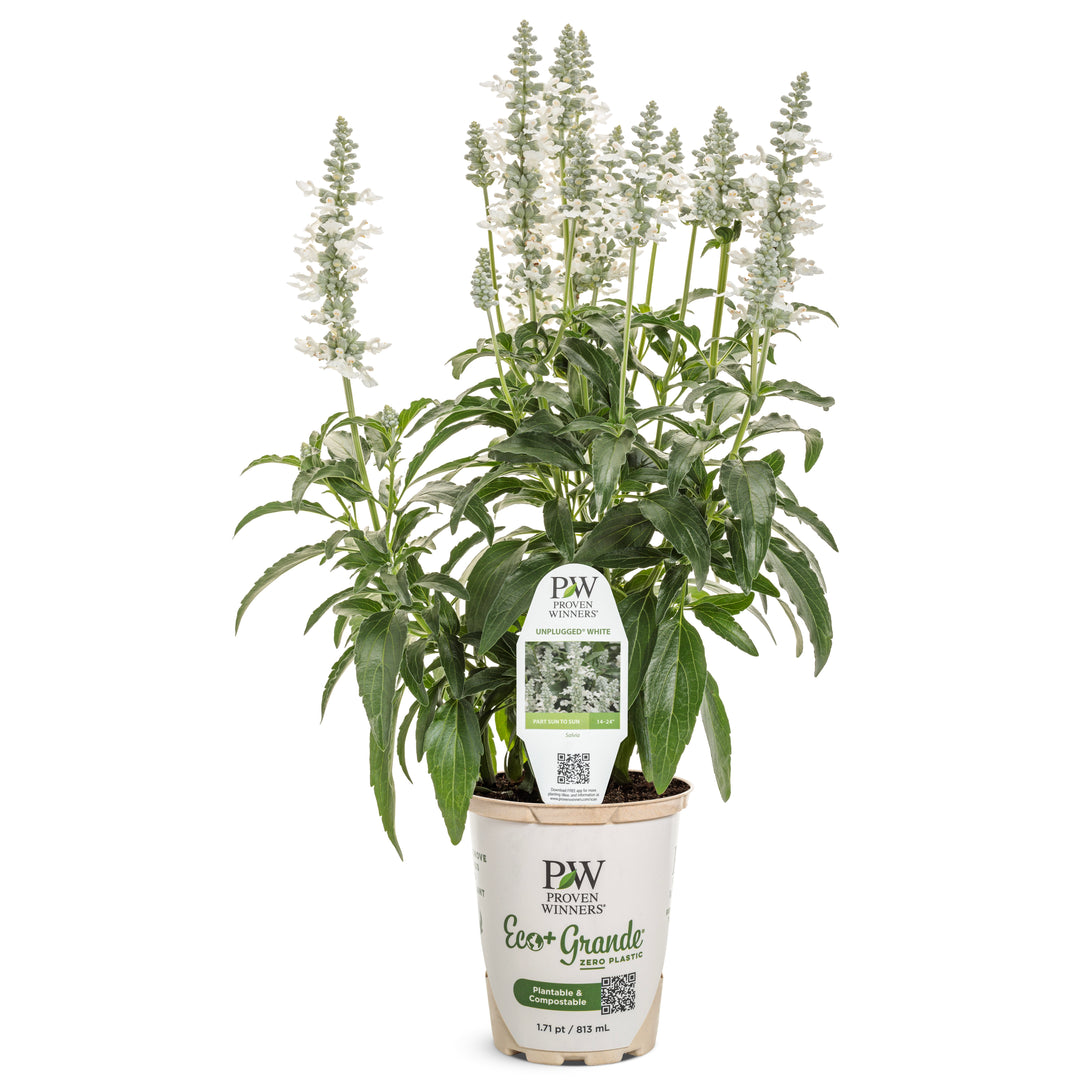 white sage potted plant Mealycup Sage | Unplugged® White