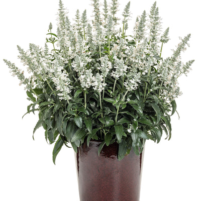 Unplugged® White Mealycup Sage (Salvia farinacea) | Proven Winners® New Variety 2025