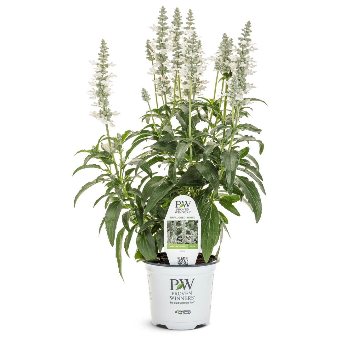 white sage indoor plant Mealycup Sage | Royale Unplugged® White