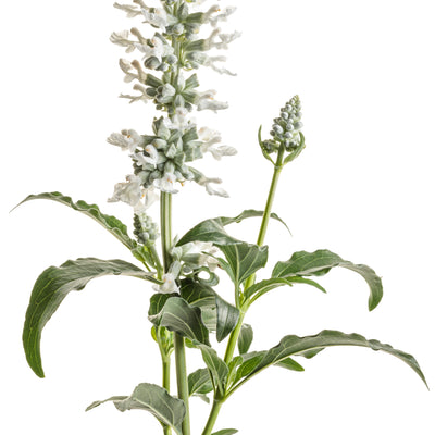 Unplugged® White Mealycup Sage (Salvia farinacea) | Proven Winners® New Variety 2025