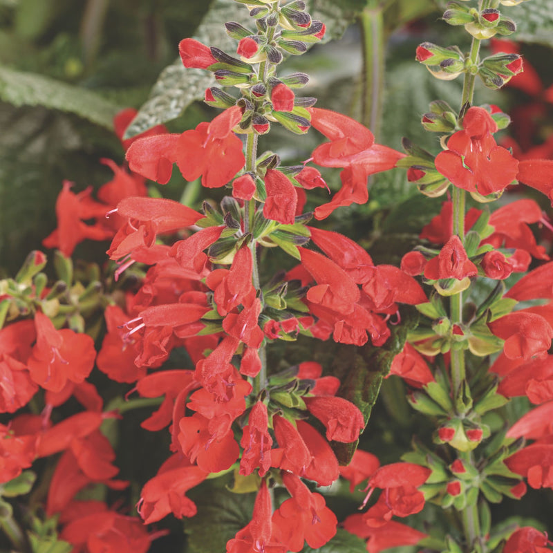 マルディーレ　バレエスカーレット Scarlet Sage | Royale Unplugged® Red | Proven Winners® Annuals