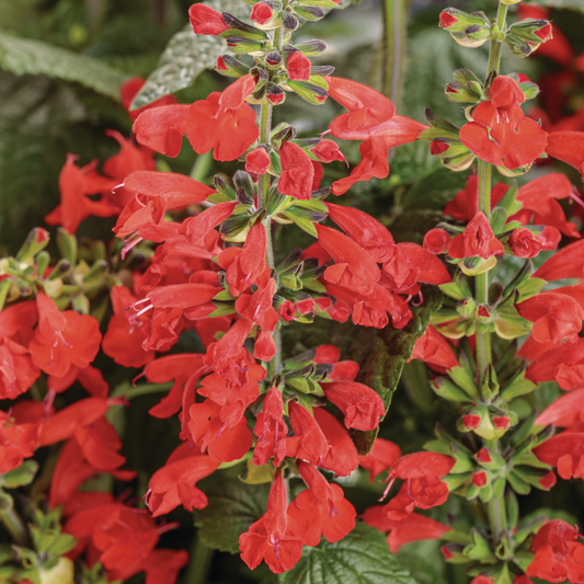 Unplugged® Red Scarlet Sage (Salvia coccinea)