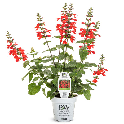 Limited Edition Royale | Unplugged® Red Scarlet Sage (Salvia coccinea)