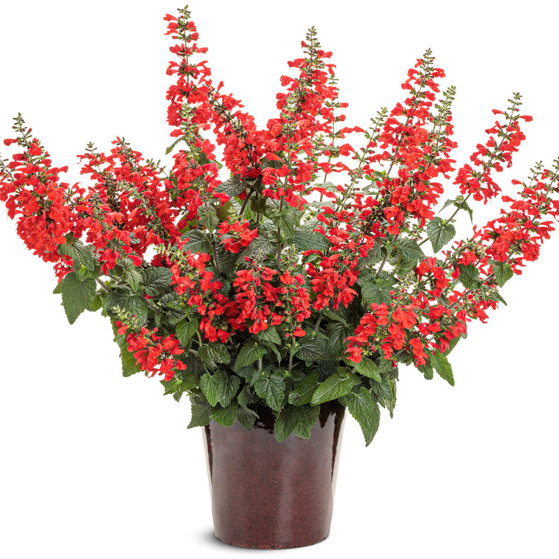 Limited Edition Royale | Unplugged® Red Scarlet Sage (Salvia coccinea)