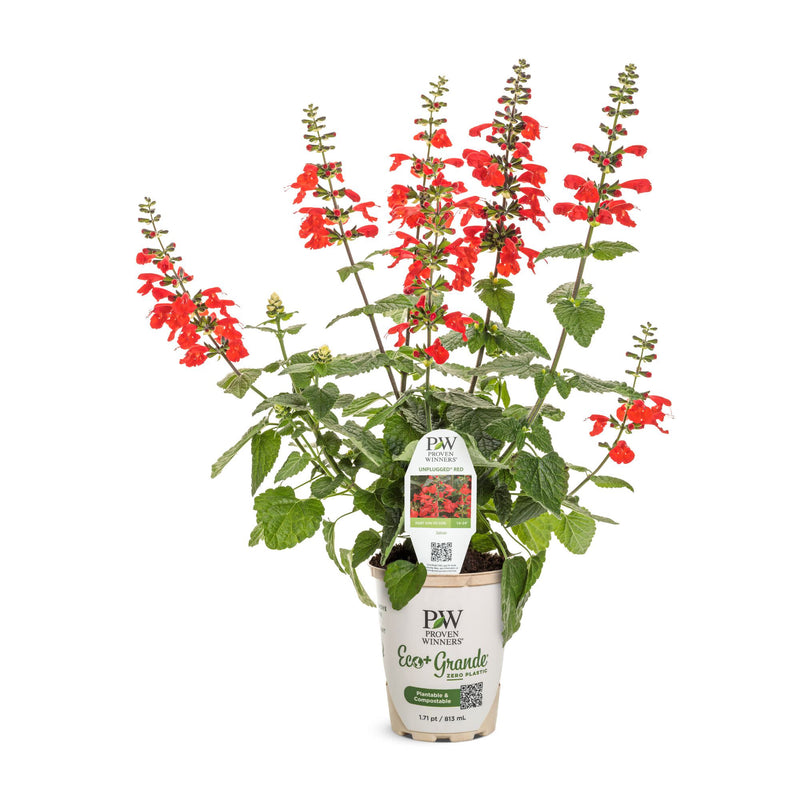 Unplugged® Red Scarlet Sage (Salvia coccinea)
