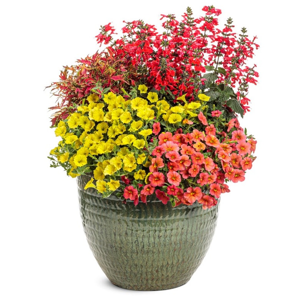 Scarlet Sage | Royale Unplugged® Red | Proven Winners® Annuals