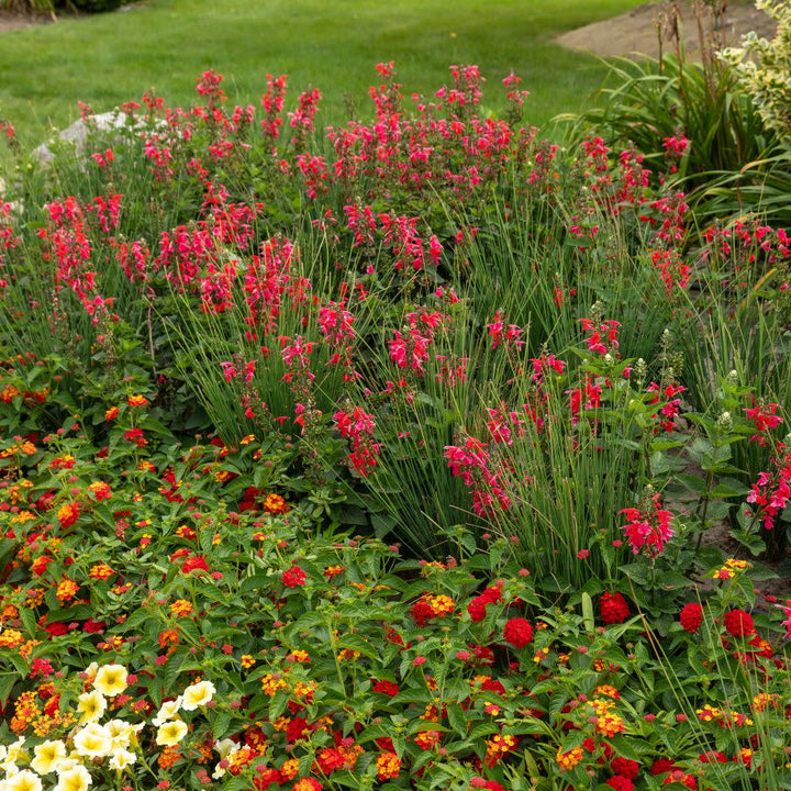 Unplugged® Red Scarlet Sage (Salvia coccinea)