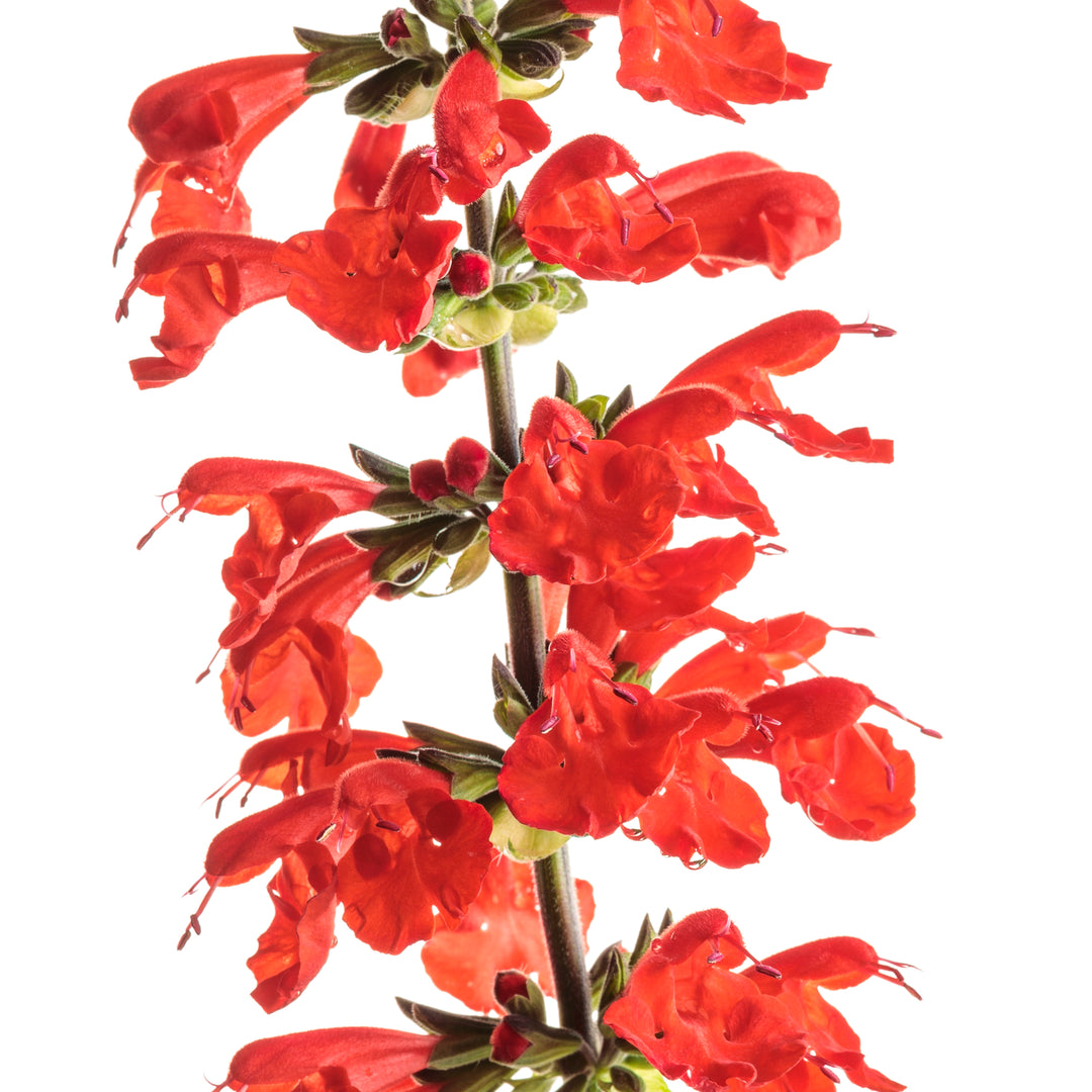 Unplugged® Red Scarlet Sage (Salvia coccinea)