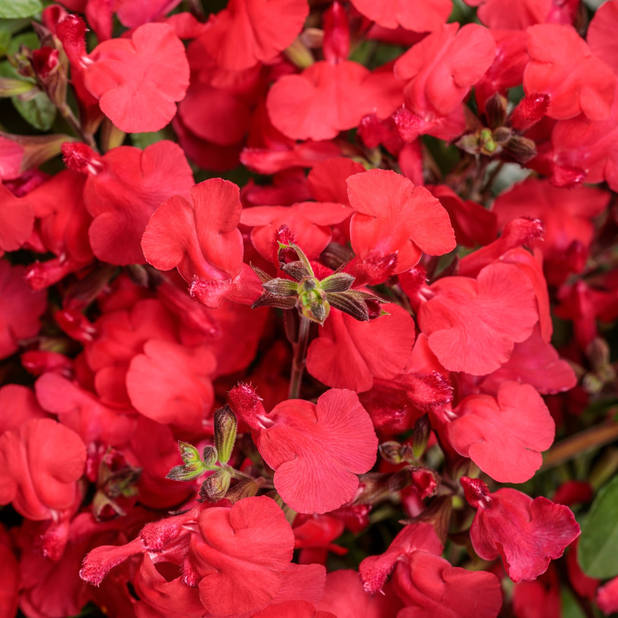 Sage | OutShine™ Red | Proven Winners® Annuals – Proven Winners