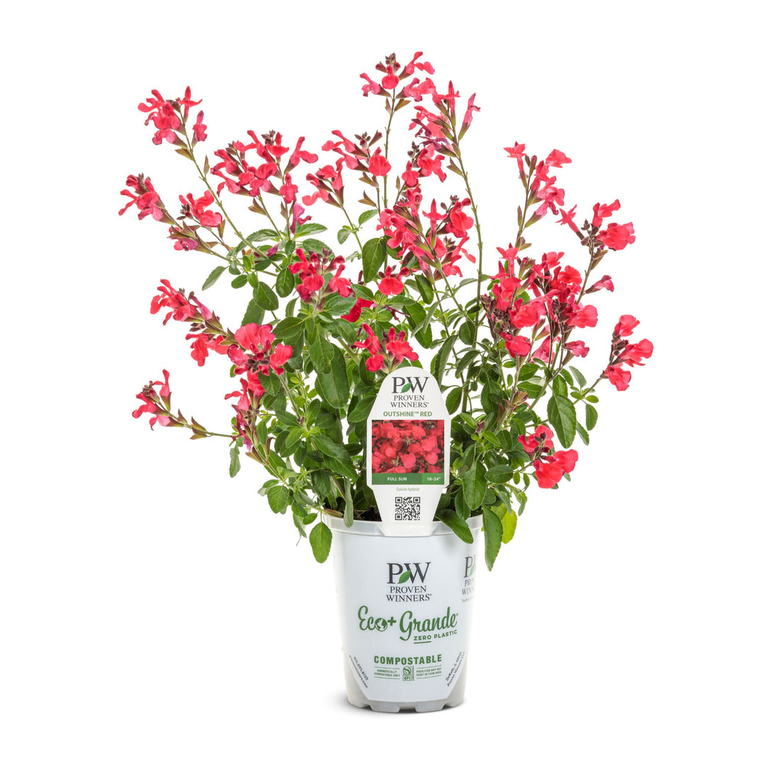 OutShine™ Red sage (Salvia hybrid) | Proven Winners® New Variety 2027