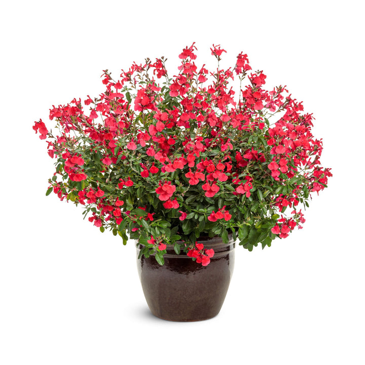 OutShine™ Red sage (Salvia hybrid) | Proven Winners® New Variety 2027