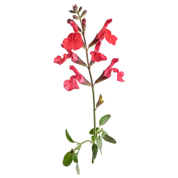 OutShine™ Red sage (Salvia hybrid) | Proven Winners® New Variety 2027
