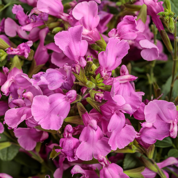 OutShine™ Orchid sage (Salvia hybrid) | Proven Winners® New Variety 2027