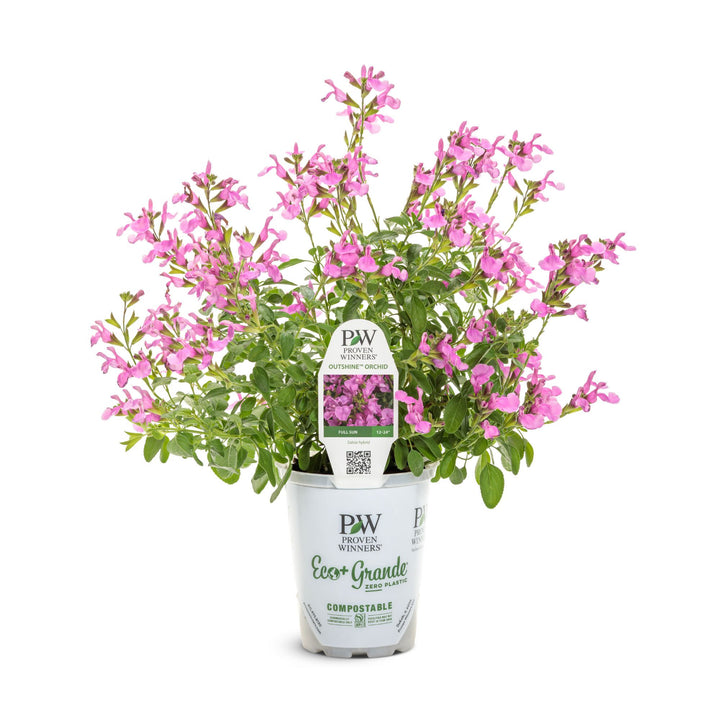 OutShine™ Orchid sage (Salvia hybrid) | Proven Winners® New Variety 2027