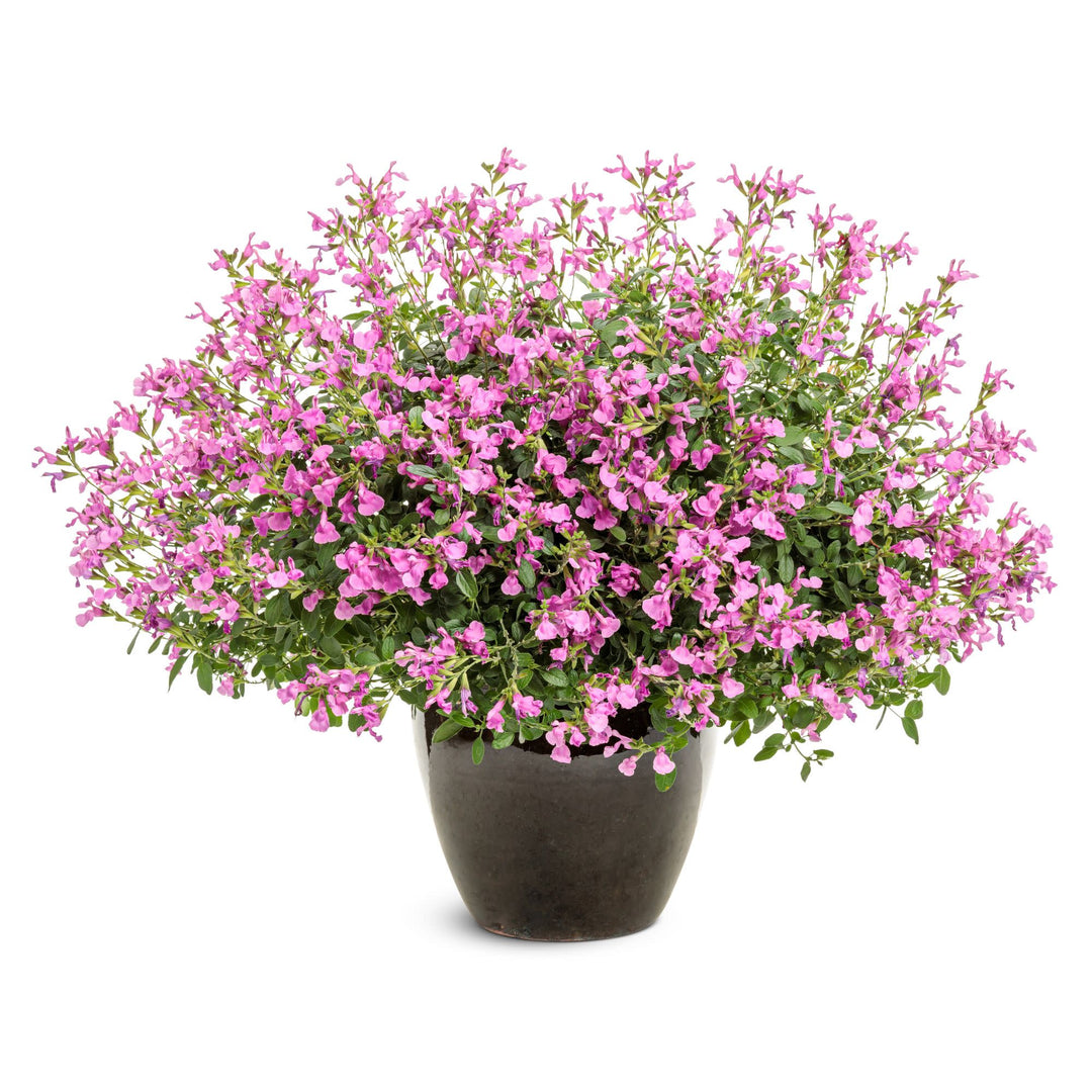OutShine™ Orchid sage (Salvia hybrid) | Proven Winners® New Variety 2027
