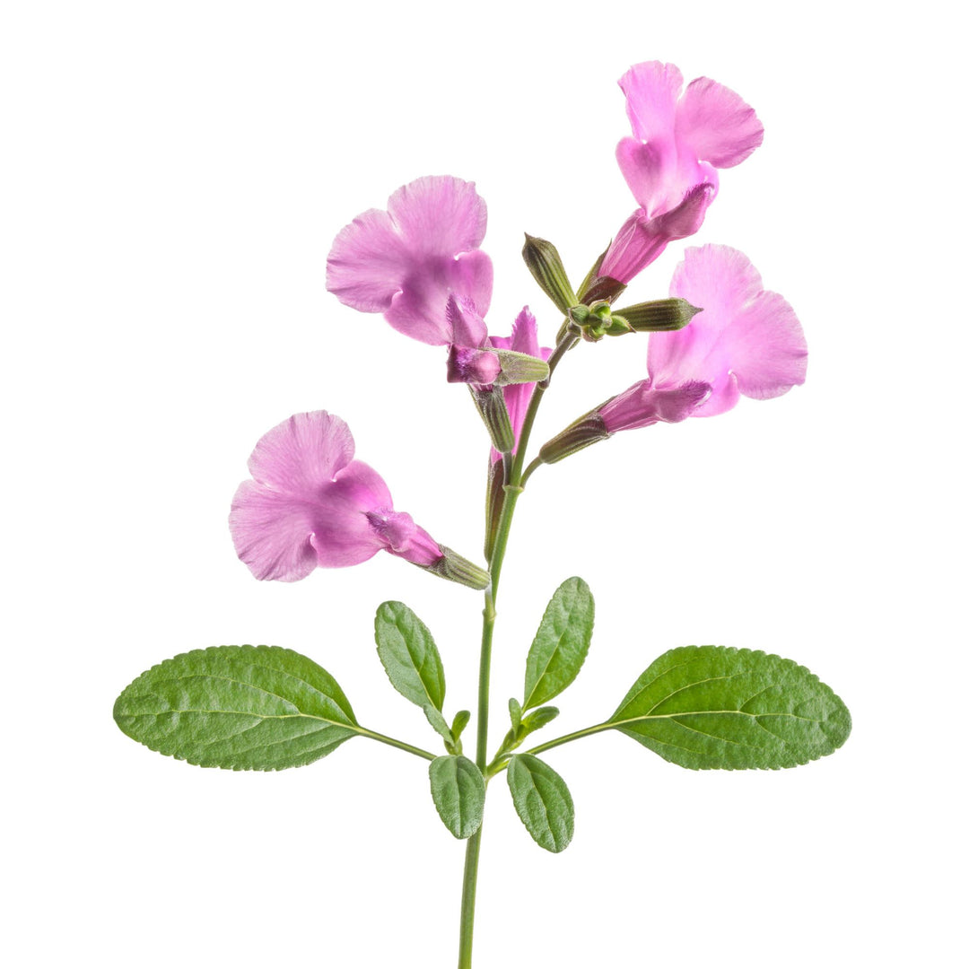 OutShine™ Orchid sage (Salvia hybrid) | Proven Winners® New Variety 2027