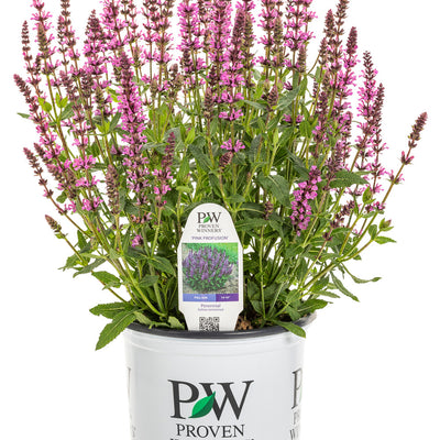 'Pink Profusion' Perennial Salvia (Salvia nemorosa)