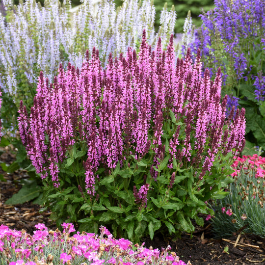 'Pink Profusion' Perennial Salvia (Salvia nemorosa)