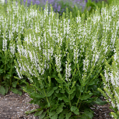 'White Profusion' Perennial Salvia (Salvia nemorosa)